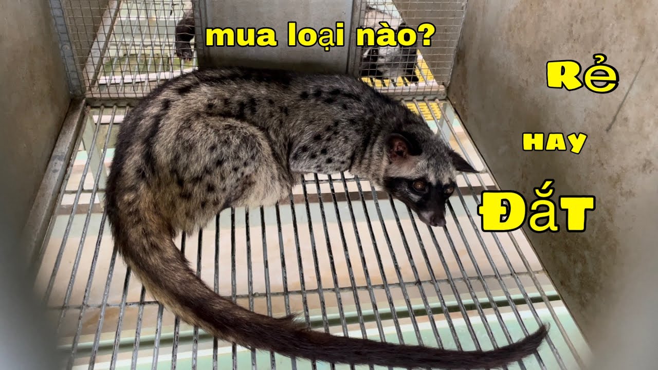 Khởi Nghiệp Nuôi Chồn Hương Nên Chọn Con Giống Rẻ Hay Đắt/Góc Chăn Nuôi