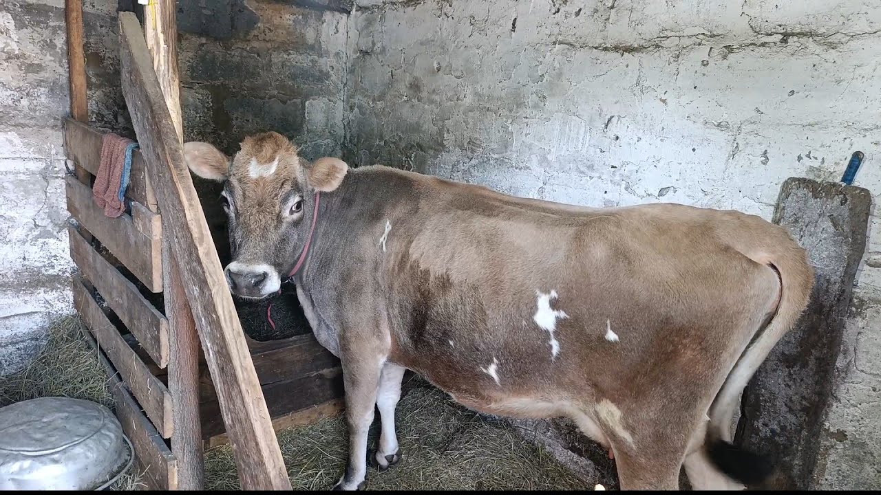 Забрали и сожгли весь скот ) Как теперь дальше жить❗