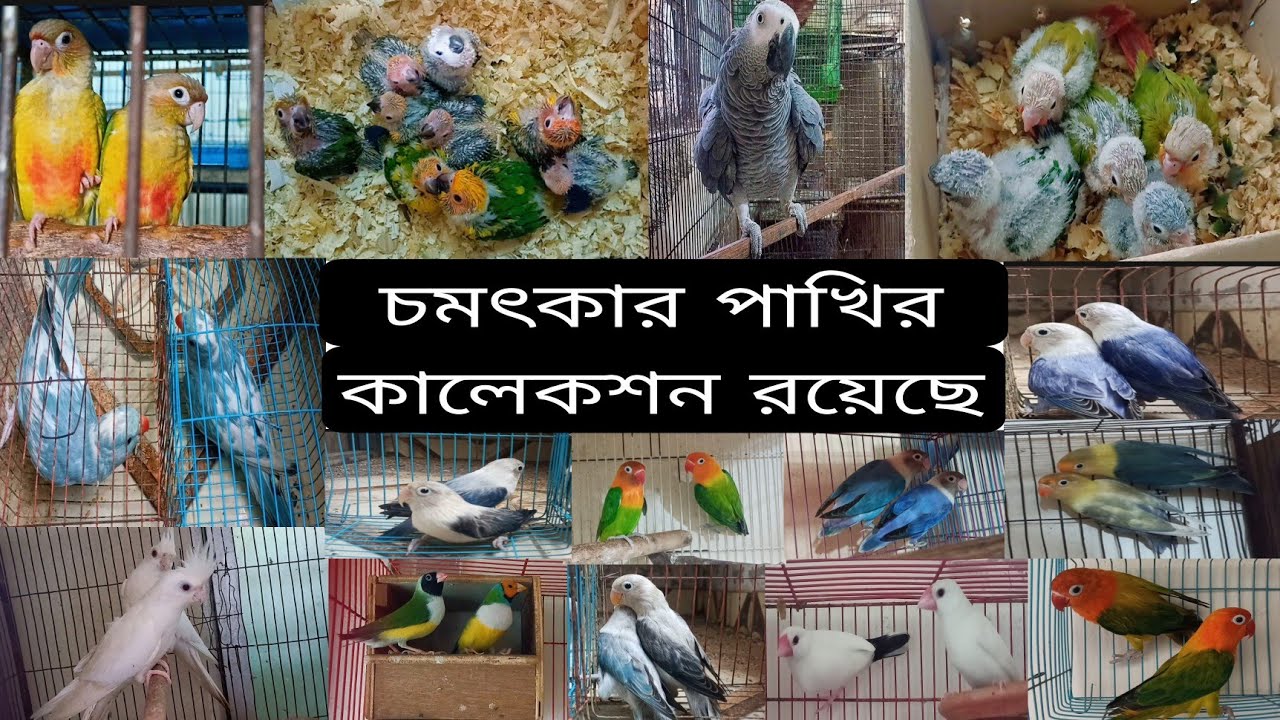 চমৎকার পাখির কালেকশন রয়েছে আজকের ভিডিও তে ( August 31, 2025 ) সান কনুর টিয়া লাভবার্ডস 