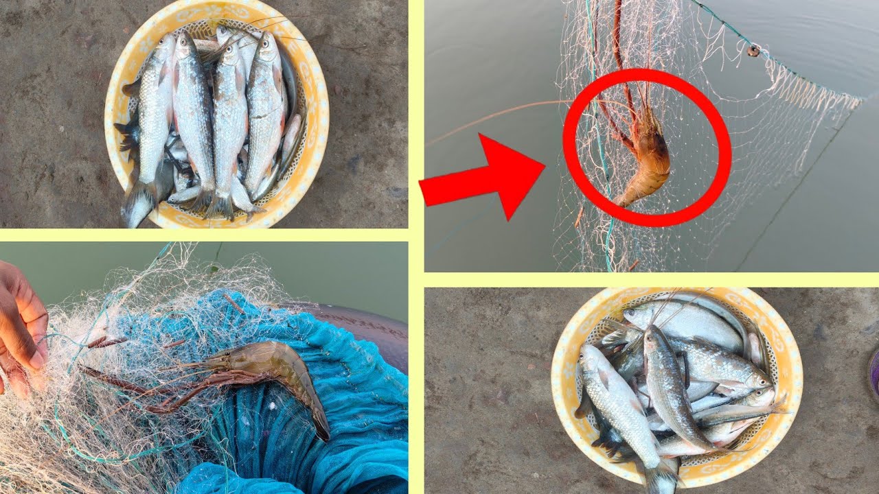 ✅নদীতে ফাঁস জাল দিয়ে গলদা চিংড়ি 🐟মাছ এবং বাটা মাছ ধরলাম।