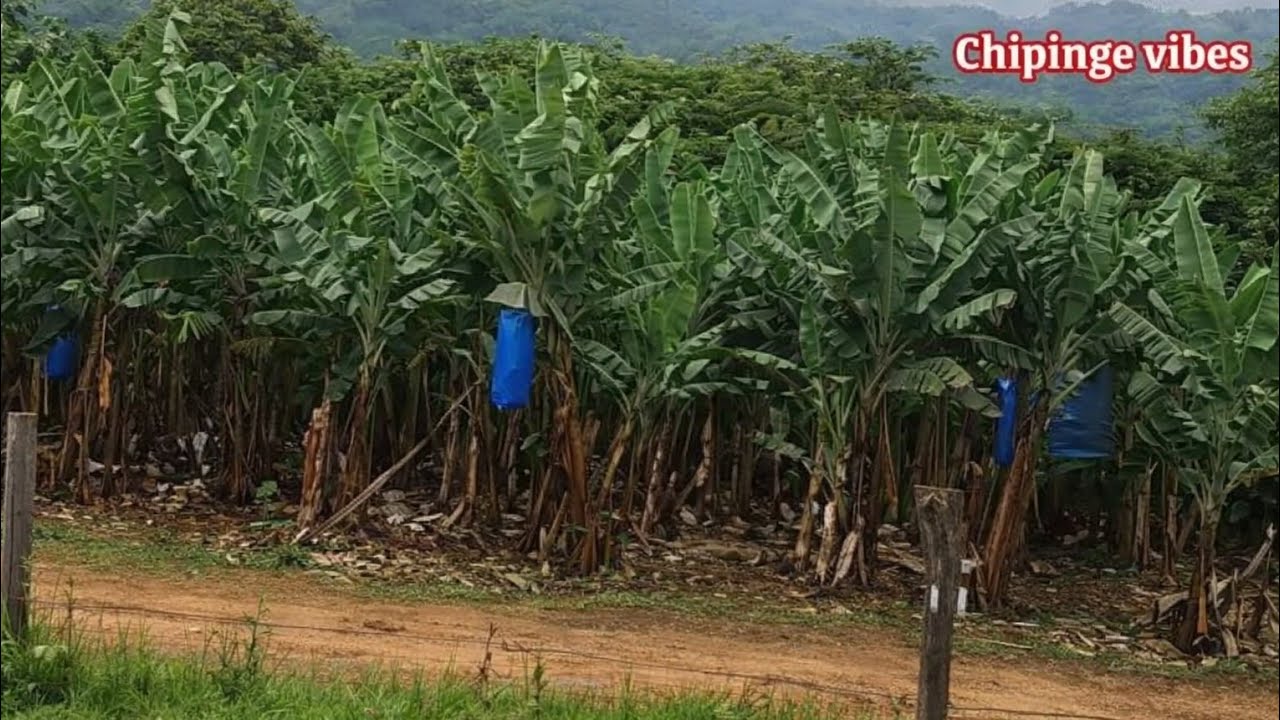 Chipinge Jopa: Mabhanana Akazara Mumigwagwa 🍌