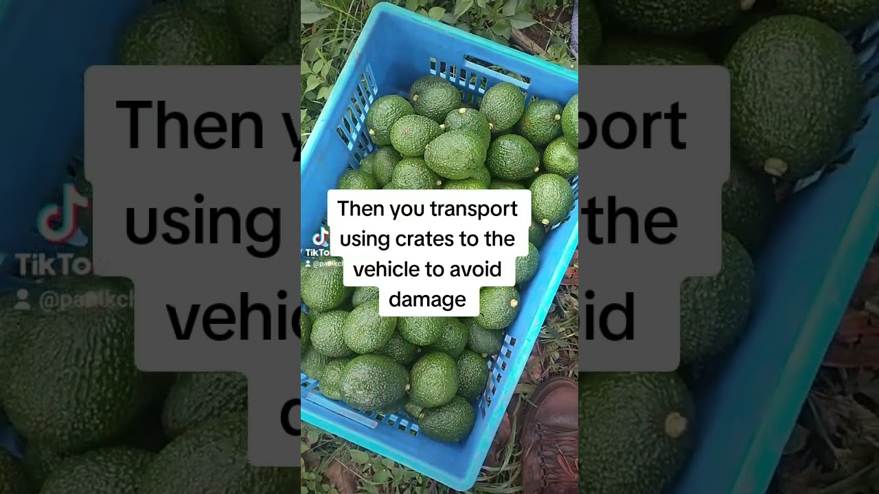 Hass Avocado: From harvesting to processing for export.