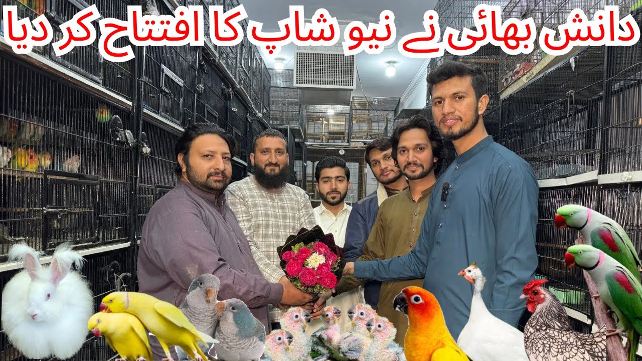Multan Birds Market Rasheedabad Madni Birds Latest Update All Fancy and Imported Bird Available Here