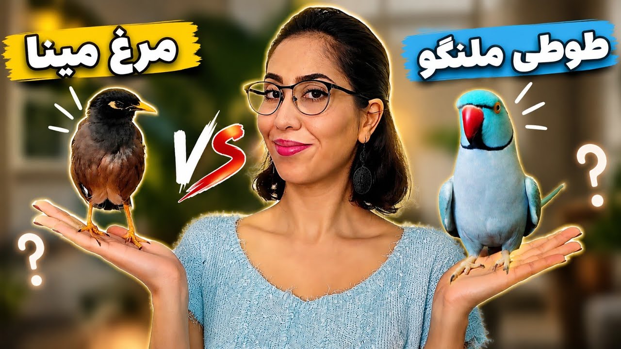 طوطی ملنگو بگیرم یا مرغ مینا | مقایسه شرایط نگه داری مرغ مینا و طوطی ملنگو 🐦🦜