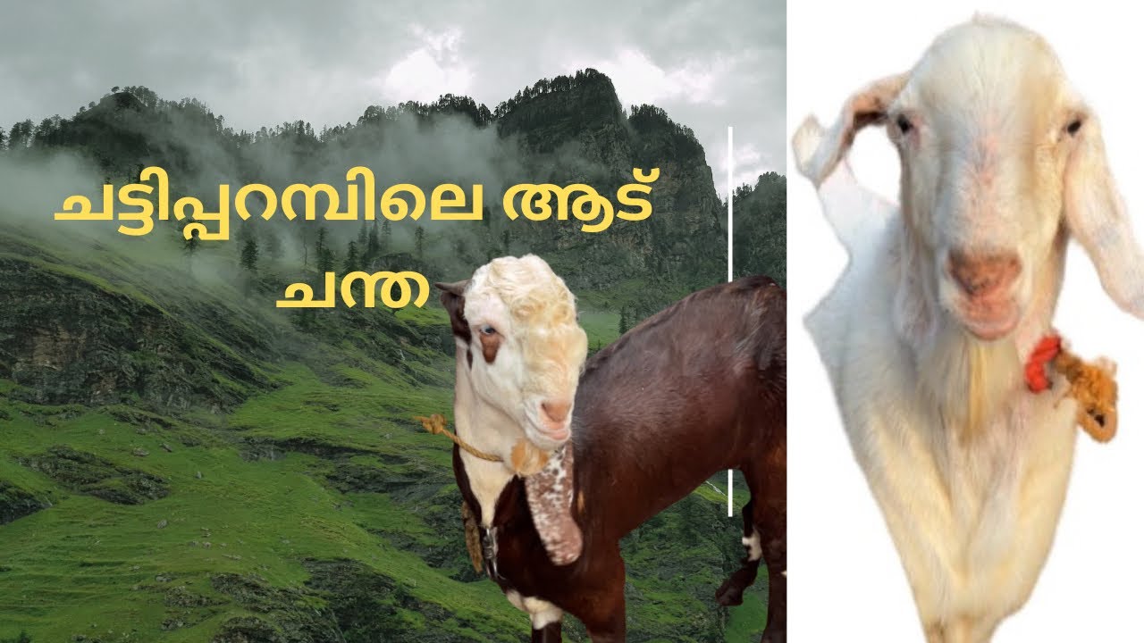 ചട്ടിപ്പറമ്പ് ആട് ചന്ത കണ്ടിട്ടുണ്ടോ ഇല്ലെങ്കിൽ തീർച്ചയായും കാണണം#viralvideo #viralshorts #video