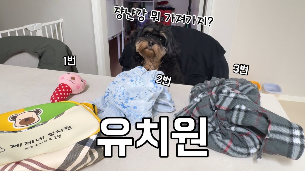 최애 장난감 골라서 유치원 가는 강아지🐶🧸멍치원 브이로그