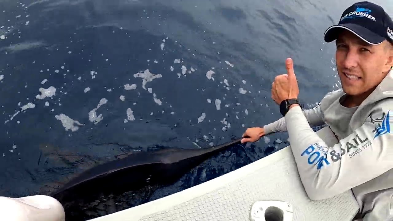 Caught our BIGGEST Striped Marlin!