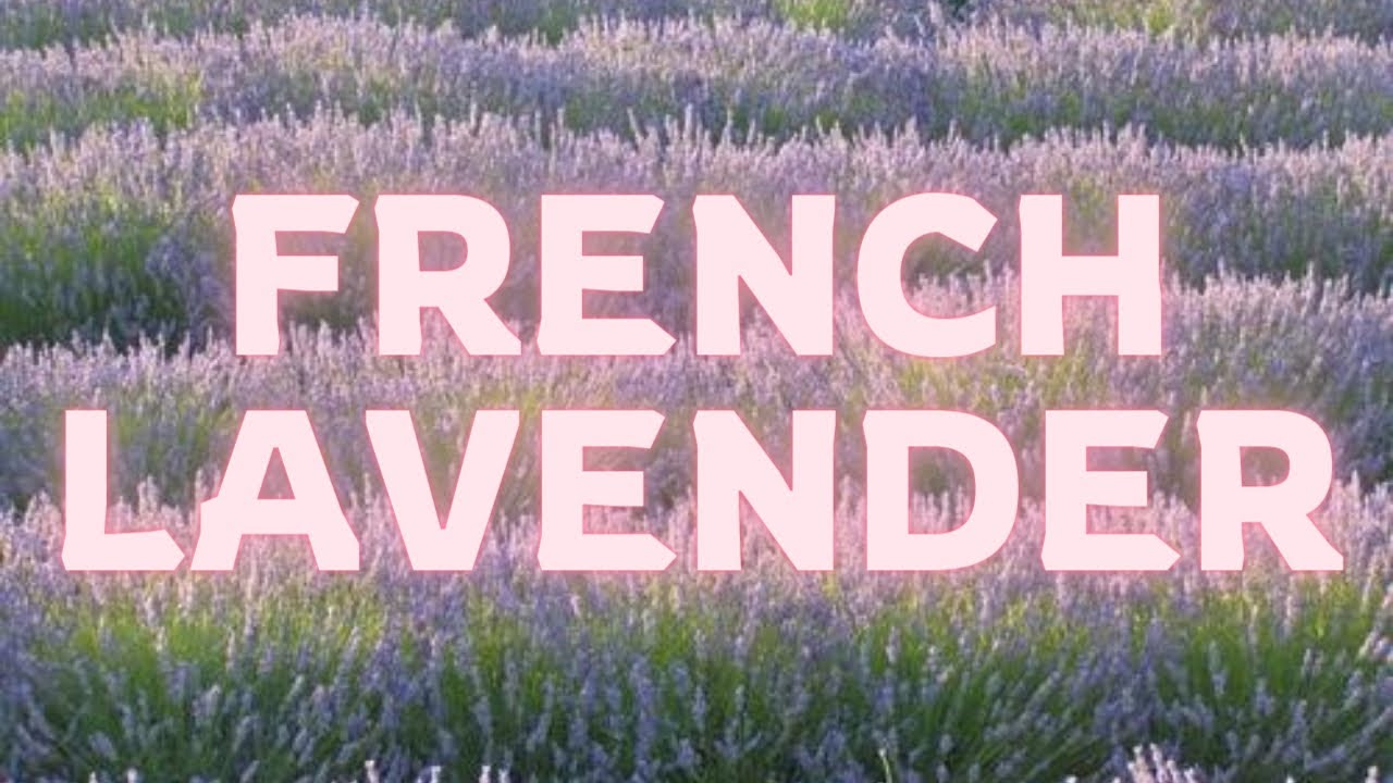 Plant Profile: French Lavender!