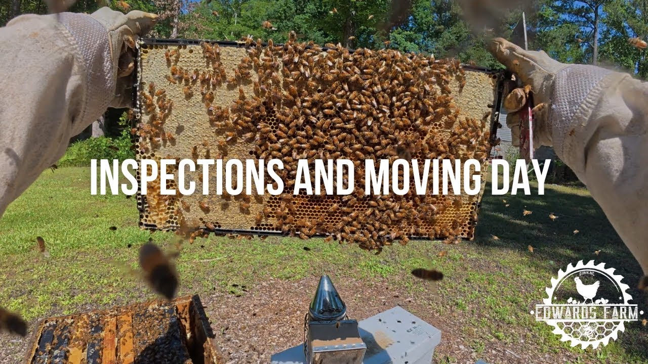 Hive Inspections & Moving Day
