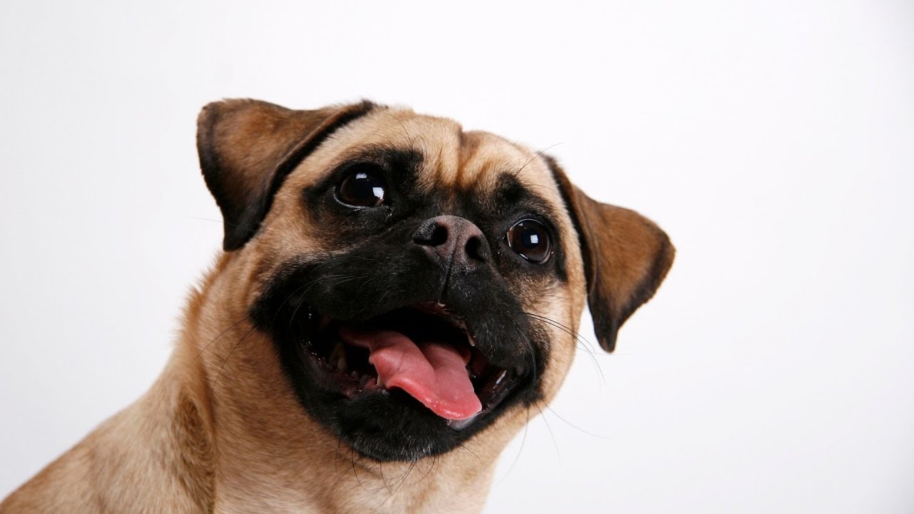 Understanding Your Pug s Body Language
