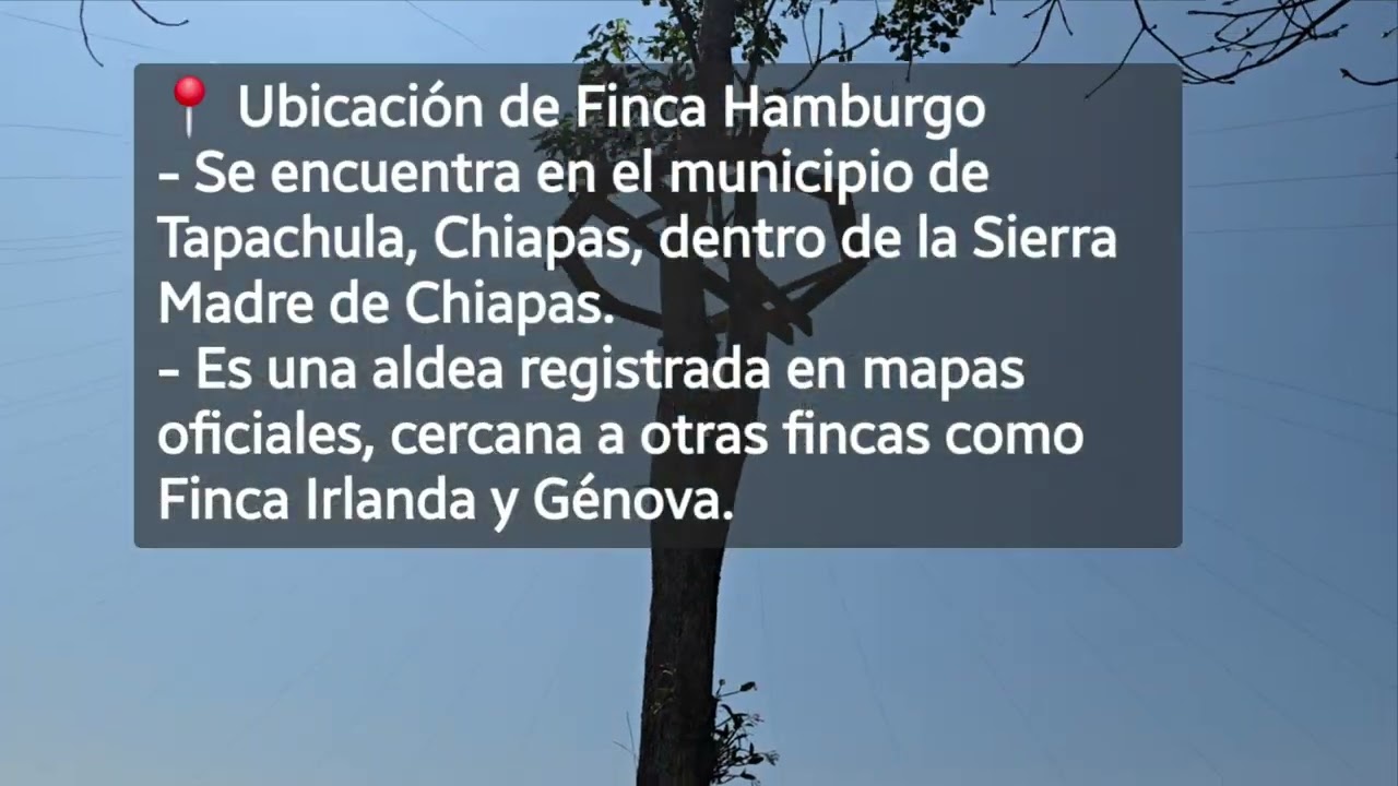 Entre Montañas y Café: Descubriendo Finca Argovia y Finca Hamburgo #rutadelcafe #Soconusco #Chiapas♡
