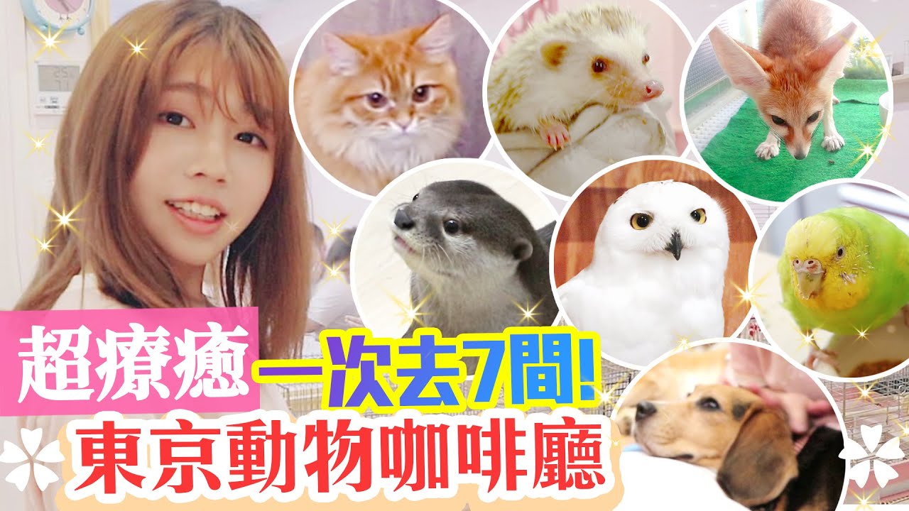 【日本東京】寵物咖啡廳清單！最療癒的不是水獺和貓頭鷹!? 🌸#海恩 ft.VINATA膠囊