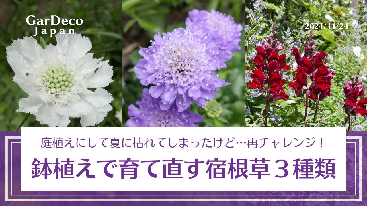 【枯れた原因は？】夏越しに失敗した宿根草の苗を再購入【鉢植えで育て直し】