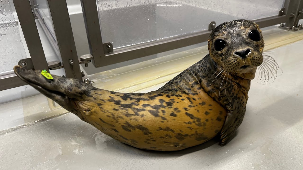 Seals 2025