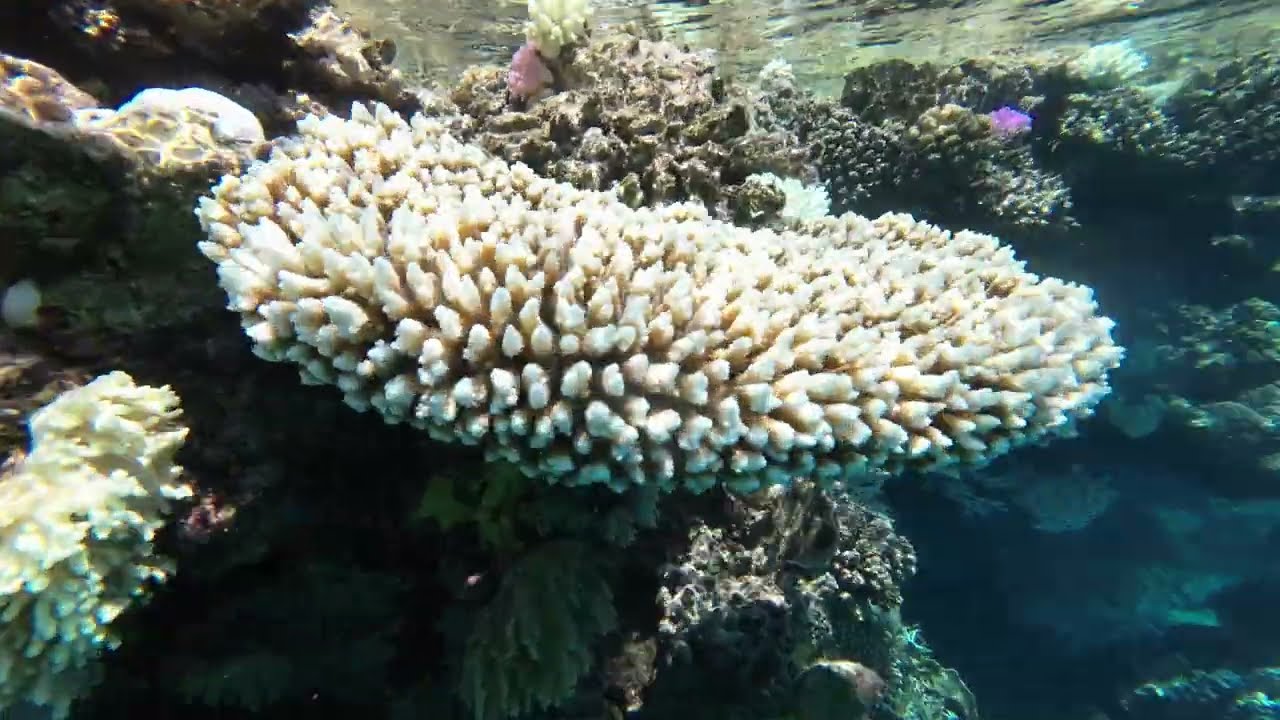 Koralowy ogród, Marsa Alam, Egipt