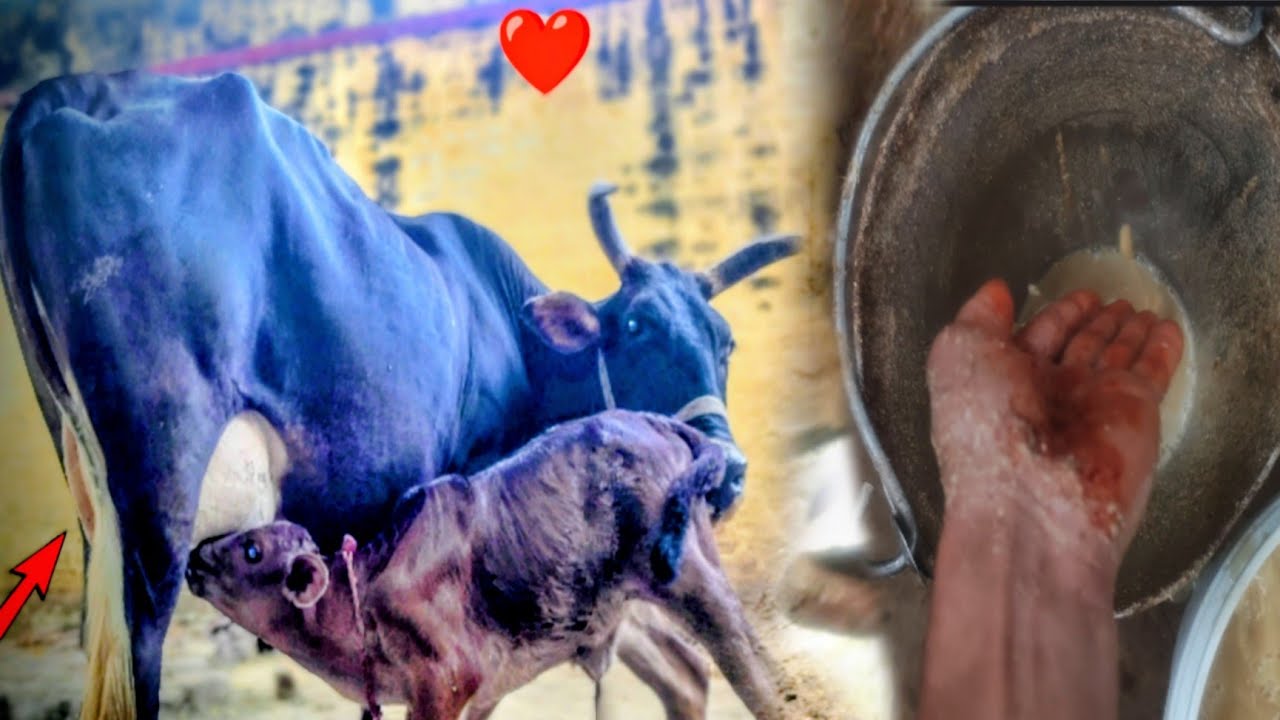Finally kallo ki 6 manth complete ho gaye || ❤️ #pets #cow 