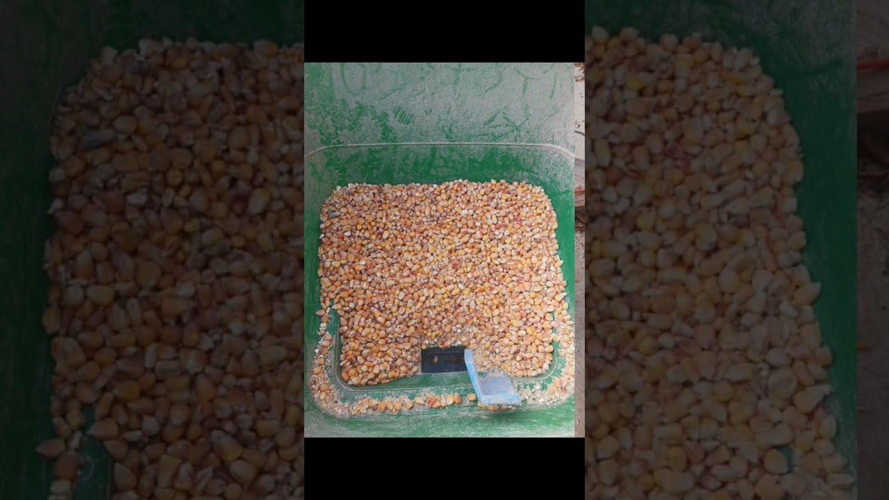 pr&eacute;paration des commandes pour le week-end 🌽🌾#ventedirecte #bl&eacute; #ma&iuml;s @Delicesdeschamps