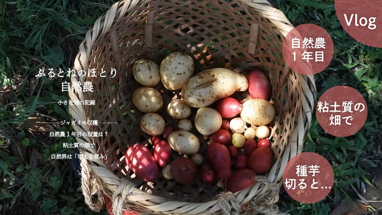 自然農1年目　ジャガイモ収穫　〜自然界は増える営み〜　2023年7月7日