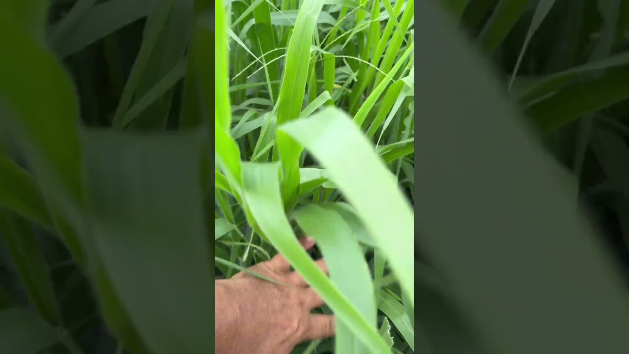 Brachiaria H&iacute;brida Mavuno, com 60 dias de plantio