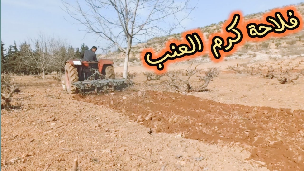 جولة فلاحة كرم العنب بالتركتور | مع إيحو و خالو | بعد هطول الأمطار