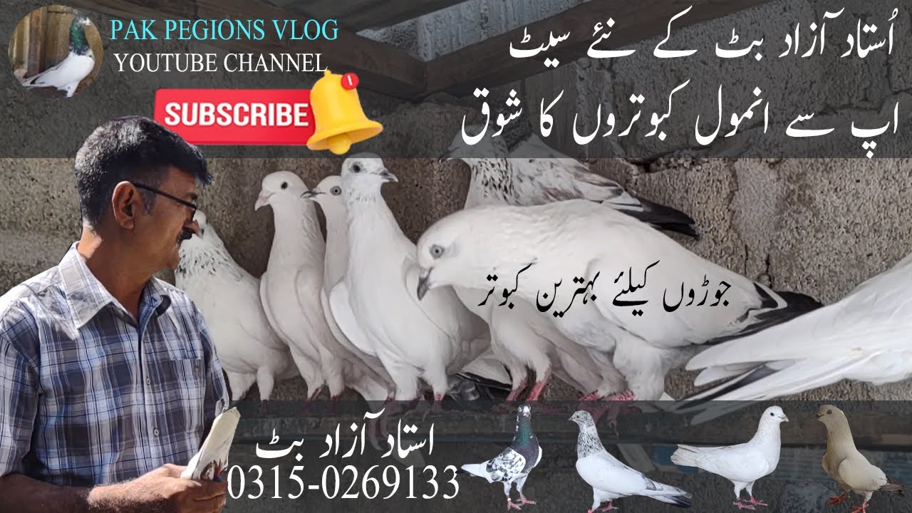 Jorron ke liye VV.I.P kabootar with Ustad Azad Butt | جوڑوں کیلئے بہترین کبوتر اُستاد ٓازاد بٹ