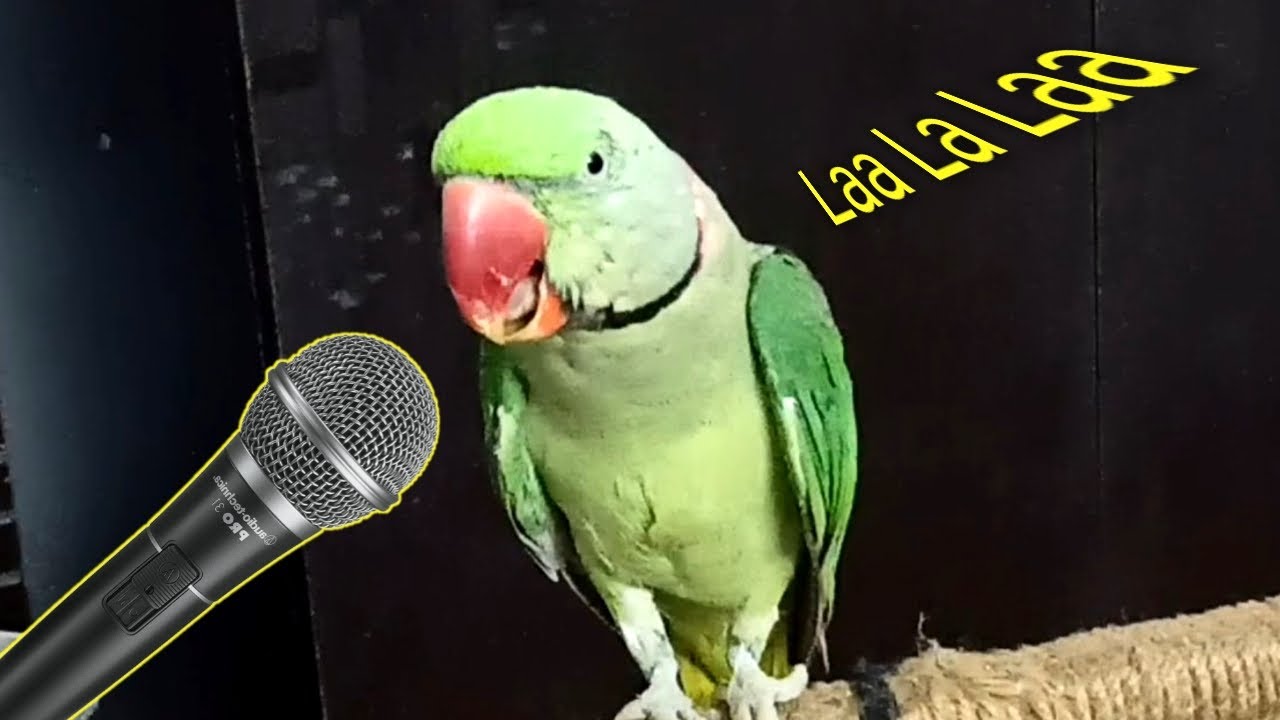 Pablo Ka Singing Talent 😂😘