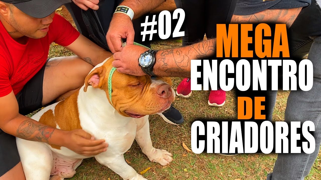MEGA ENCONTRO DE CRIADORES ITU - PARTE 2