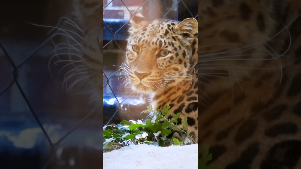 Halloween With Cute Rare Animals at NYC Staten Island Zoo