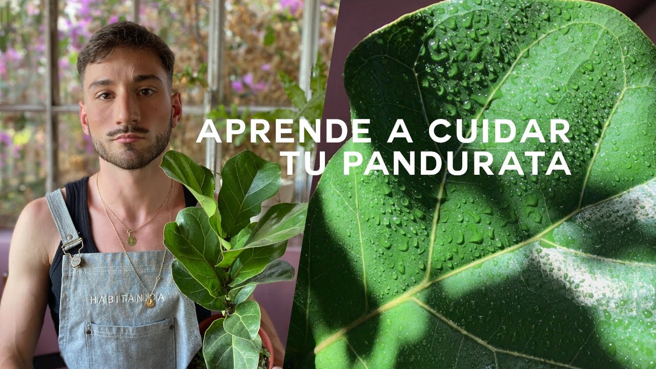 Pandurata (Ficus Lyrata) cuidados y tips para que crezca grande y fuerte!