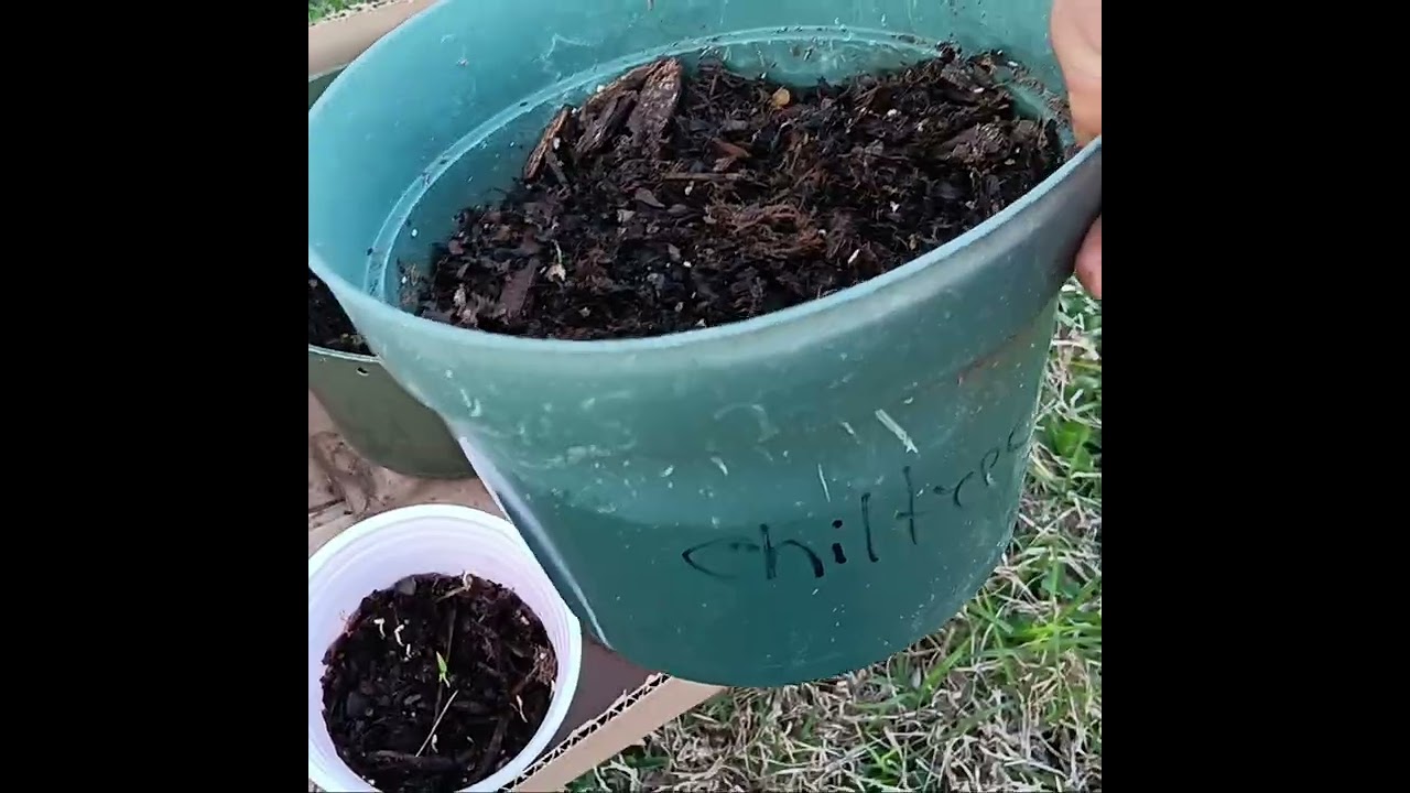 Preparandome con semilleros para esta primavera verano. 