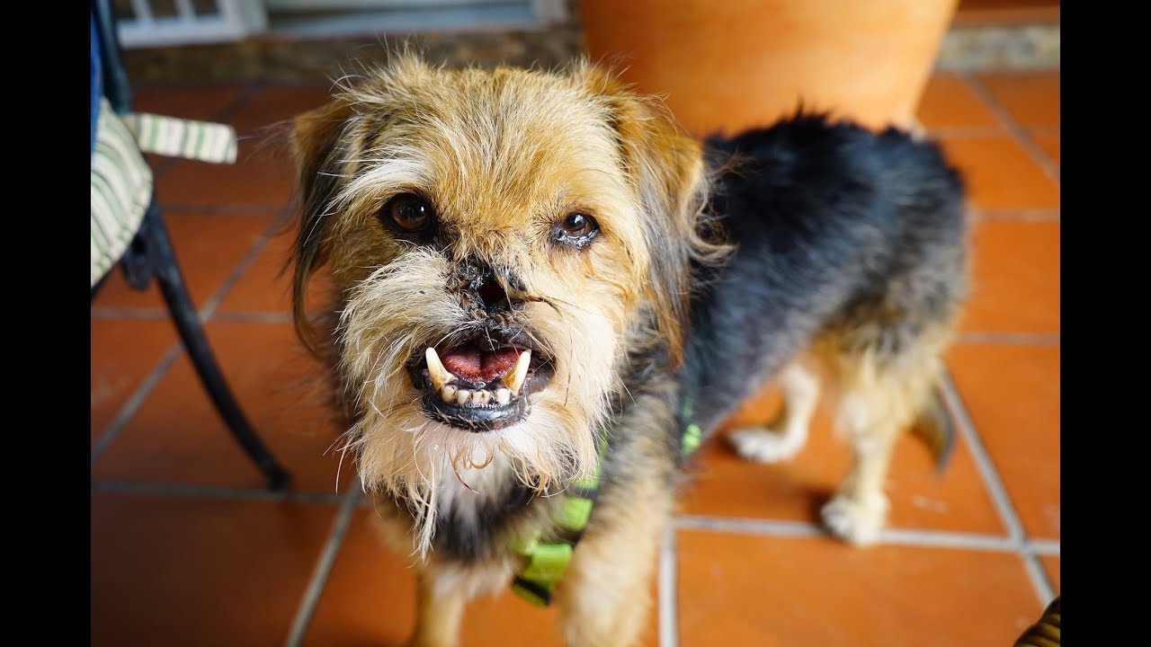 Brandy, The Dog Without A Nose Goes Home !