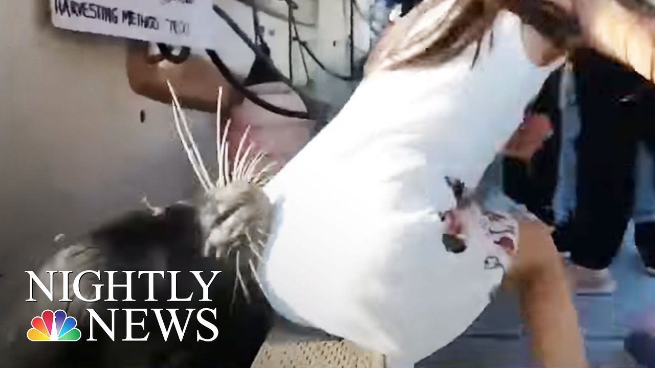 Viral Sea Lion Video Should Serve As Warning For Summer, Experts Warn | NBC Nightly News