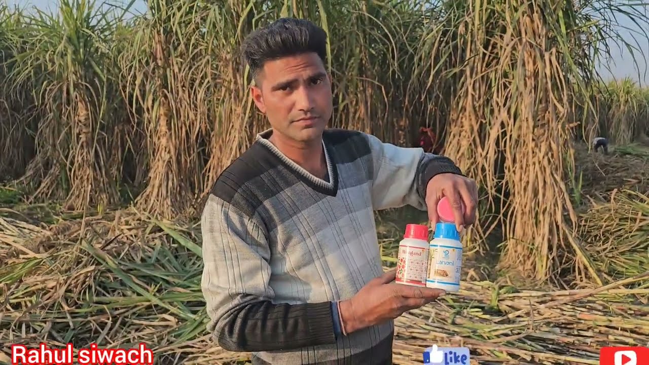 0238 गन्ना वैरायटी।अप्रैल माह की गन्ने की बुआई 28 इंची पर किसान का प्रबंधन 65 क्विंटल का है एवरेज