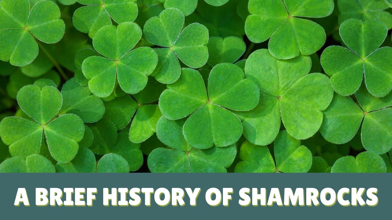 A Brief History About The Shamrock! 🍀