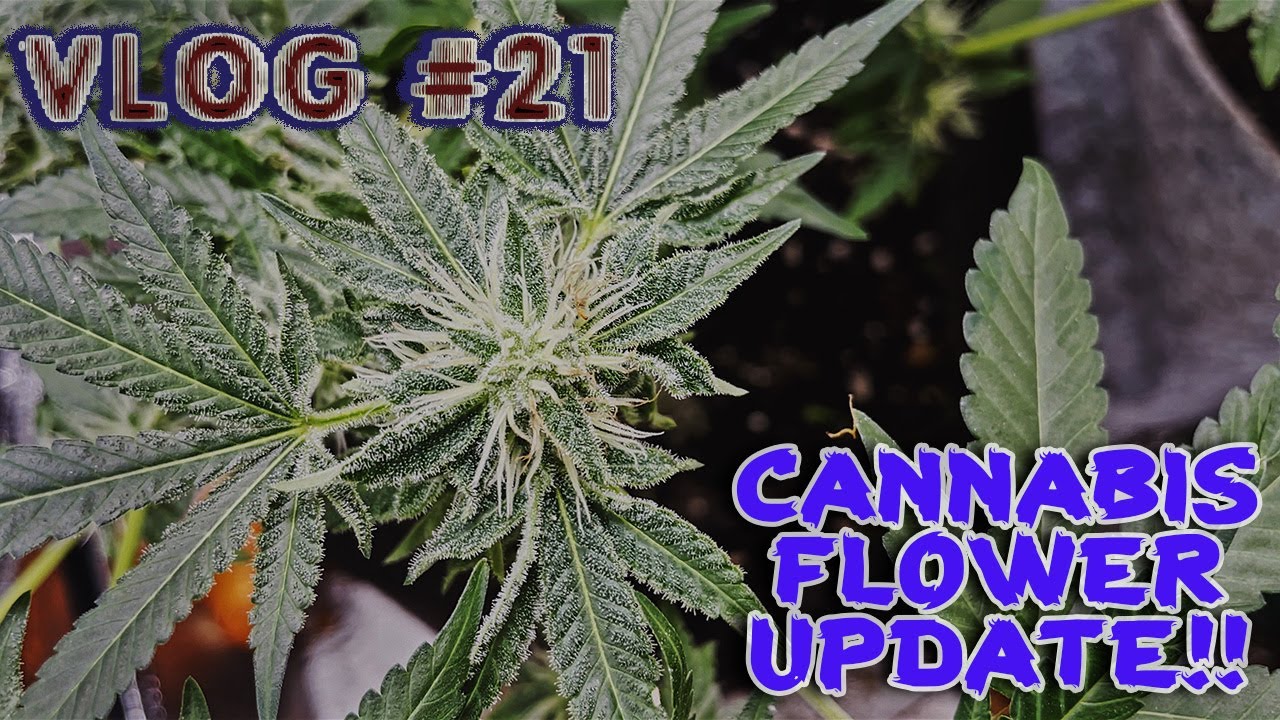 VLOG 21: Frosty Buds!! Cannabis Flower UPDATE