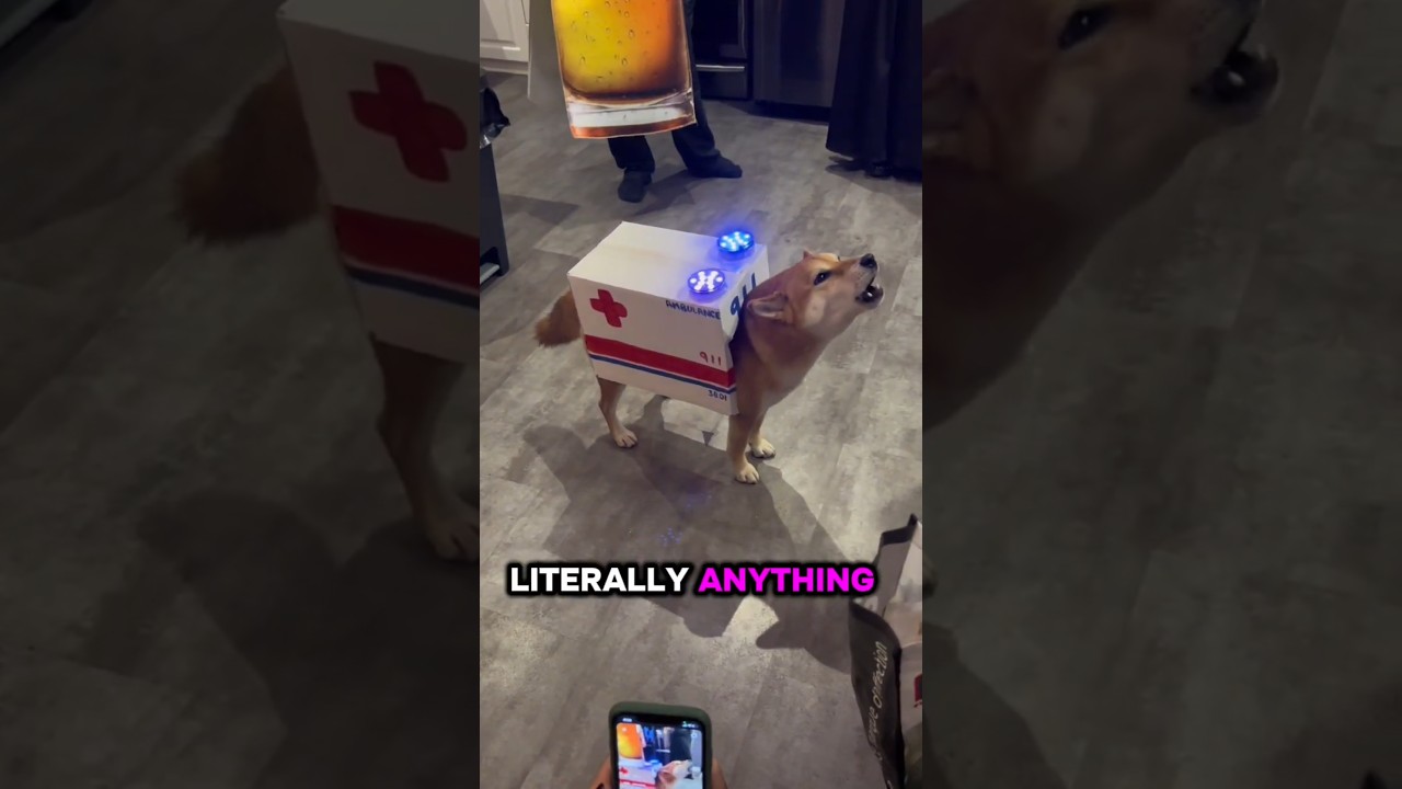 The Legendary Shiba Inu – Meme Dog IRL!