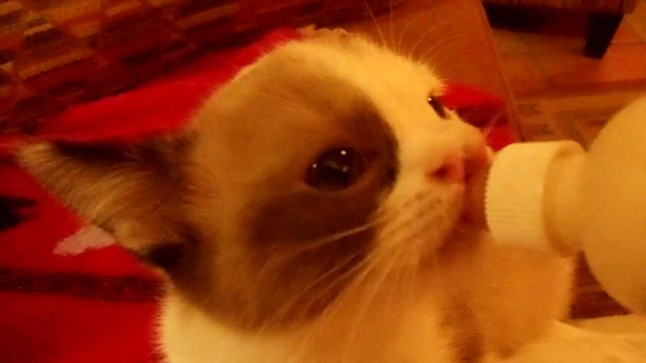Adorable kitten with cleft palate nursing from her bottle