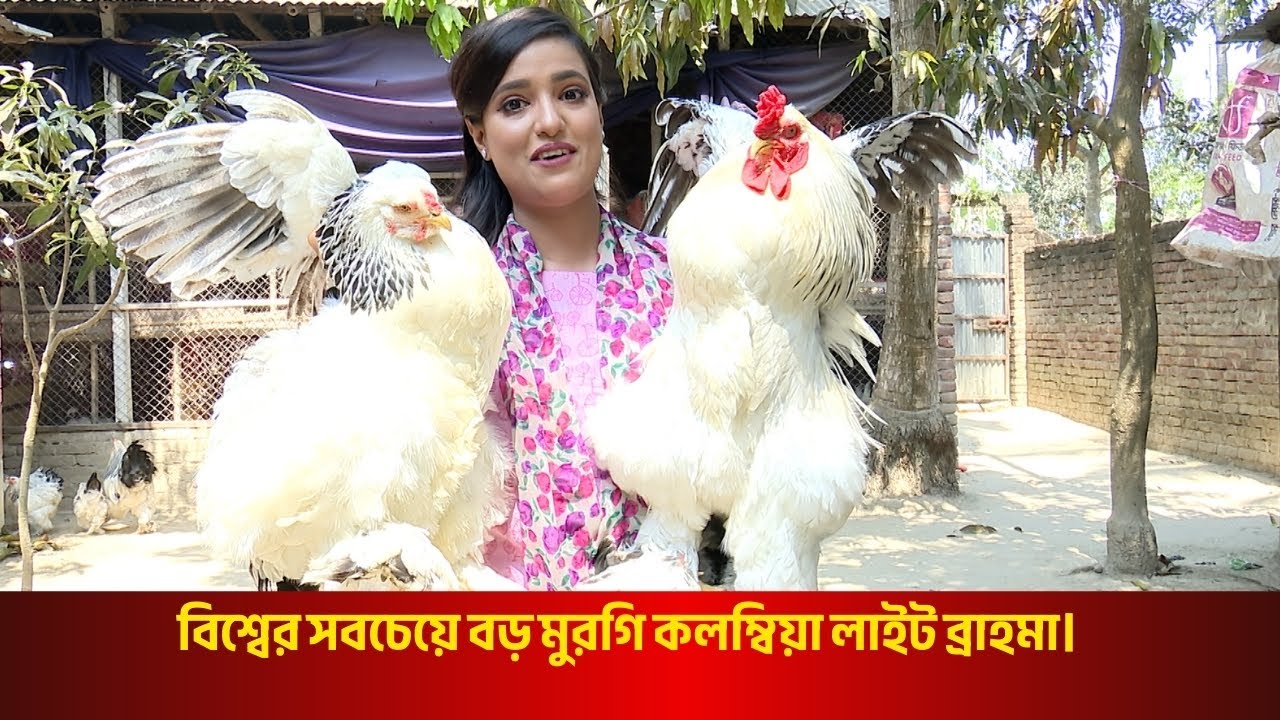 Deepto Krishi | বিশ্বের সবচেয়ে বড় মুরগি কলম্বিয়া লাইট ব্রাহমা l Giant Colombian Brahma
