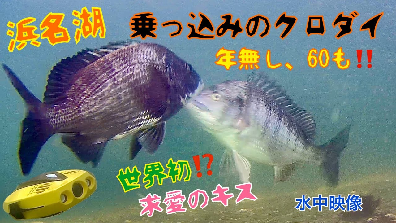 浜名湖　乗っ込みのクロダイ 世界初⁉︎ 求愛のキス⁉️水中映像撮れました。