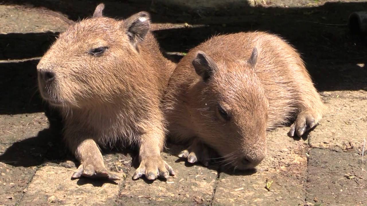 カピバラ赤ちゃんがふれあい展示場に出てきた。Capybara babies are ready for petting now
