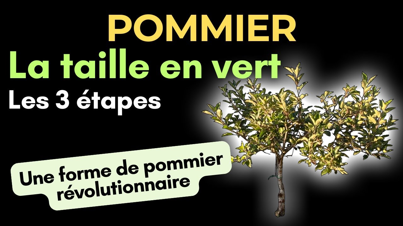 Pommier : comment faire la taille en vert , les trois étapes de la taille en vert d'un jeune arbre