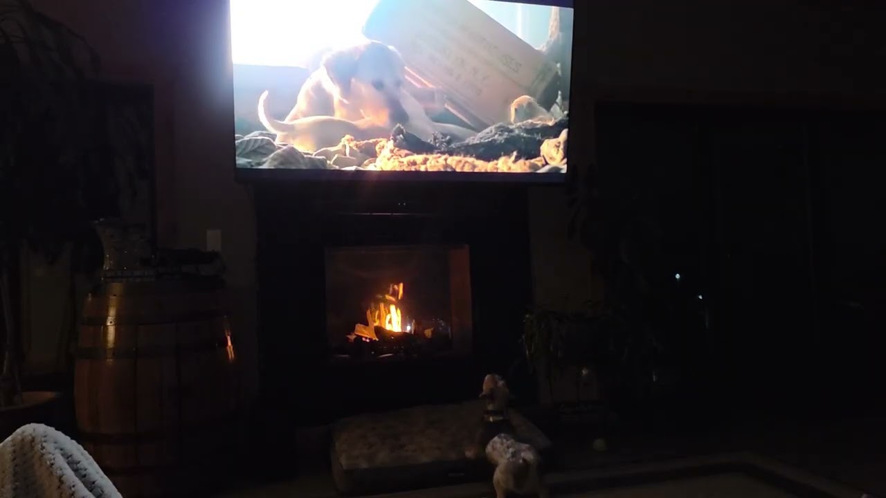 Reign Loves Watching Clifford