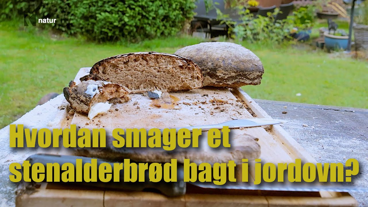 Stenalderbrød i Midtjylland: Nick Halseys Jordovnseventyr