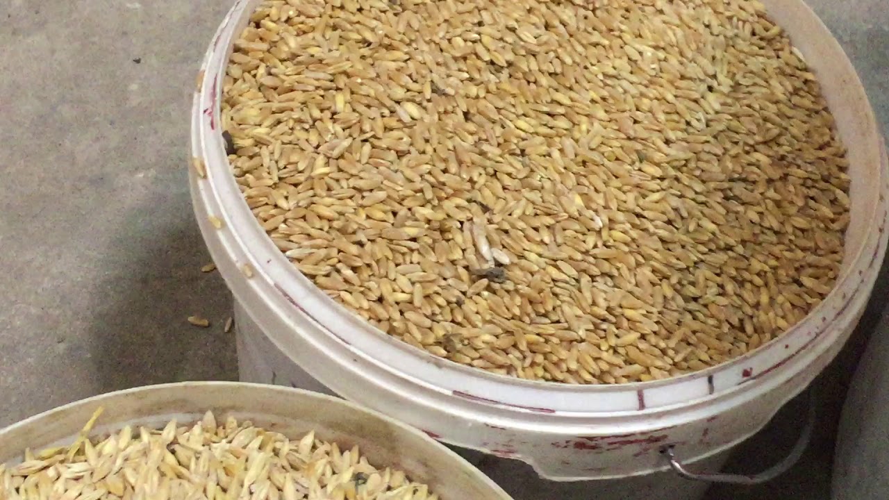Обработка КОРМА и отаки САПСАНОВ!!!23.11.18г