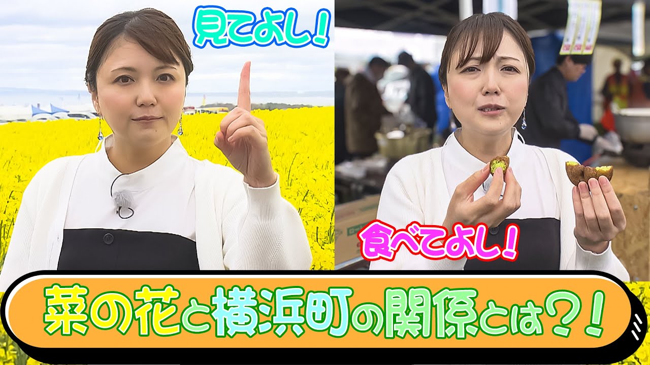 第51回　見てよし！食べてよし！菜の花と横浜町の関係とは？！