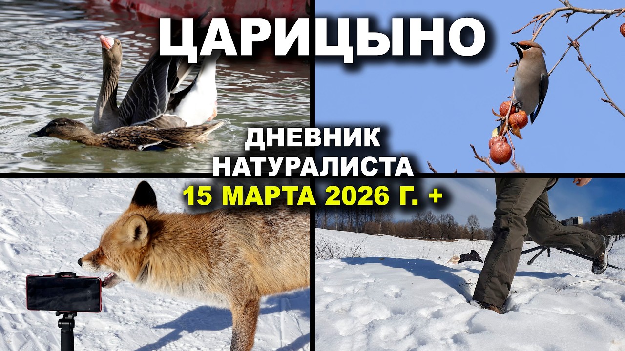 Царицыно. Дневник натуралиста. 15 марта 2026 г. +