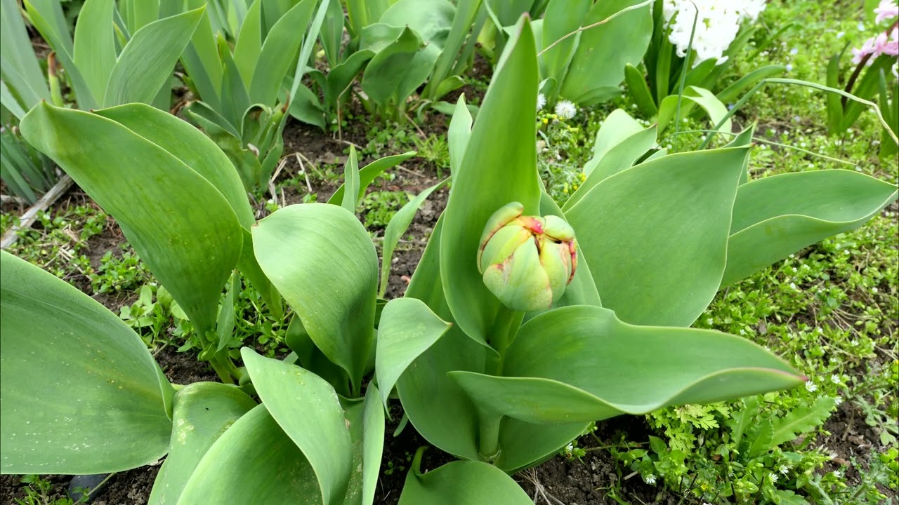 NATURE 2023 Spring Flora #1 4K