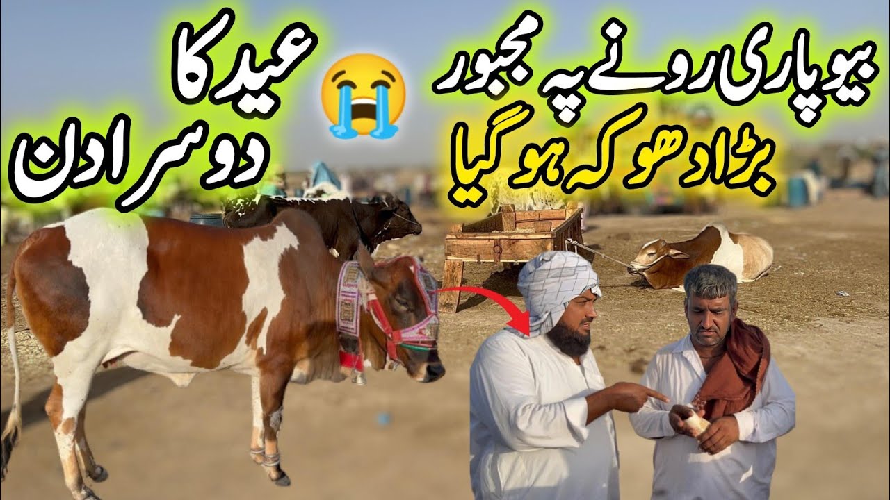 Eid Day 2 Northern Bypass Mandi Karachi Latest Rates & Bargaining 8 Jun 2025 | Bakra Eid Season 2025