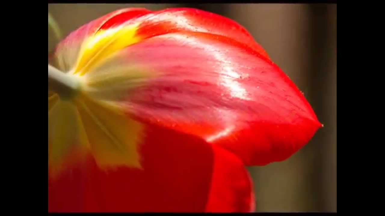 A Touch of Spring