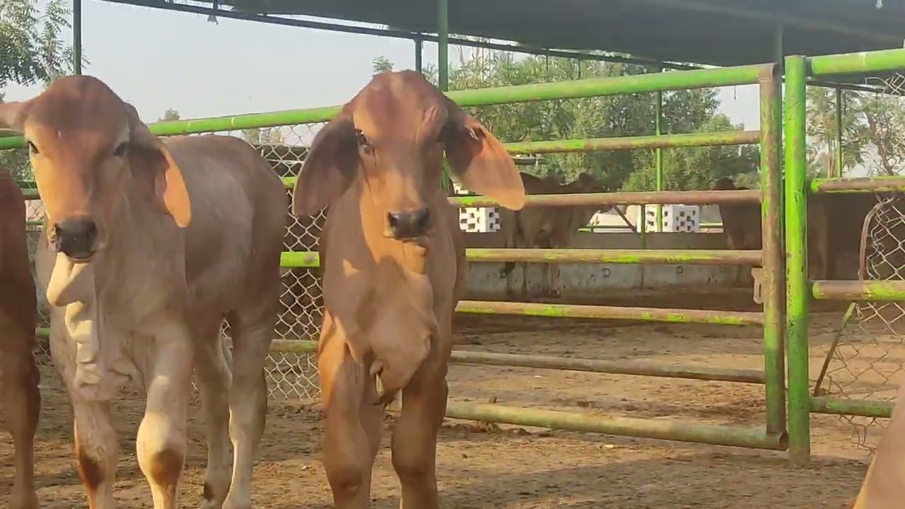 Brahman calves for sale at Pitafi livestock farm 03464092365